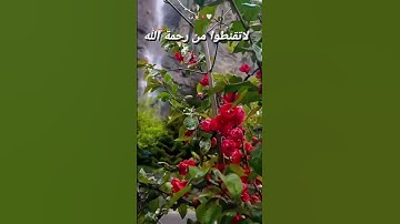 القرآن الكريم بصوت ساحر و تلاوة رائعة خاشعة تريح القلب و الروح@مجيدوchanel