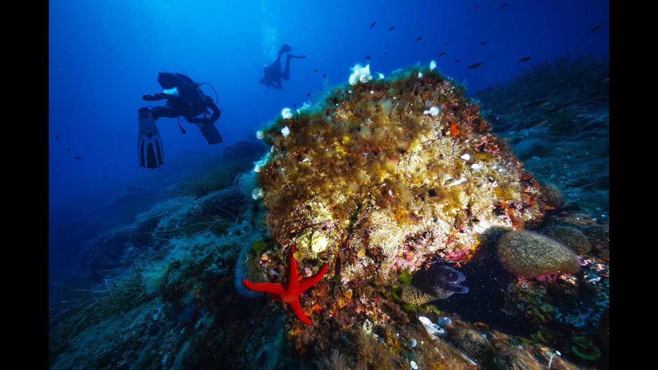 Elba and Pianosa islands Underwater 2025.