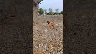 off lease all boxer dogs 🐕 | Sigma rule 😎| motivational quotes| inspirational quotes | #trending