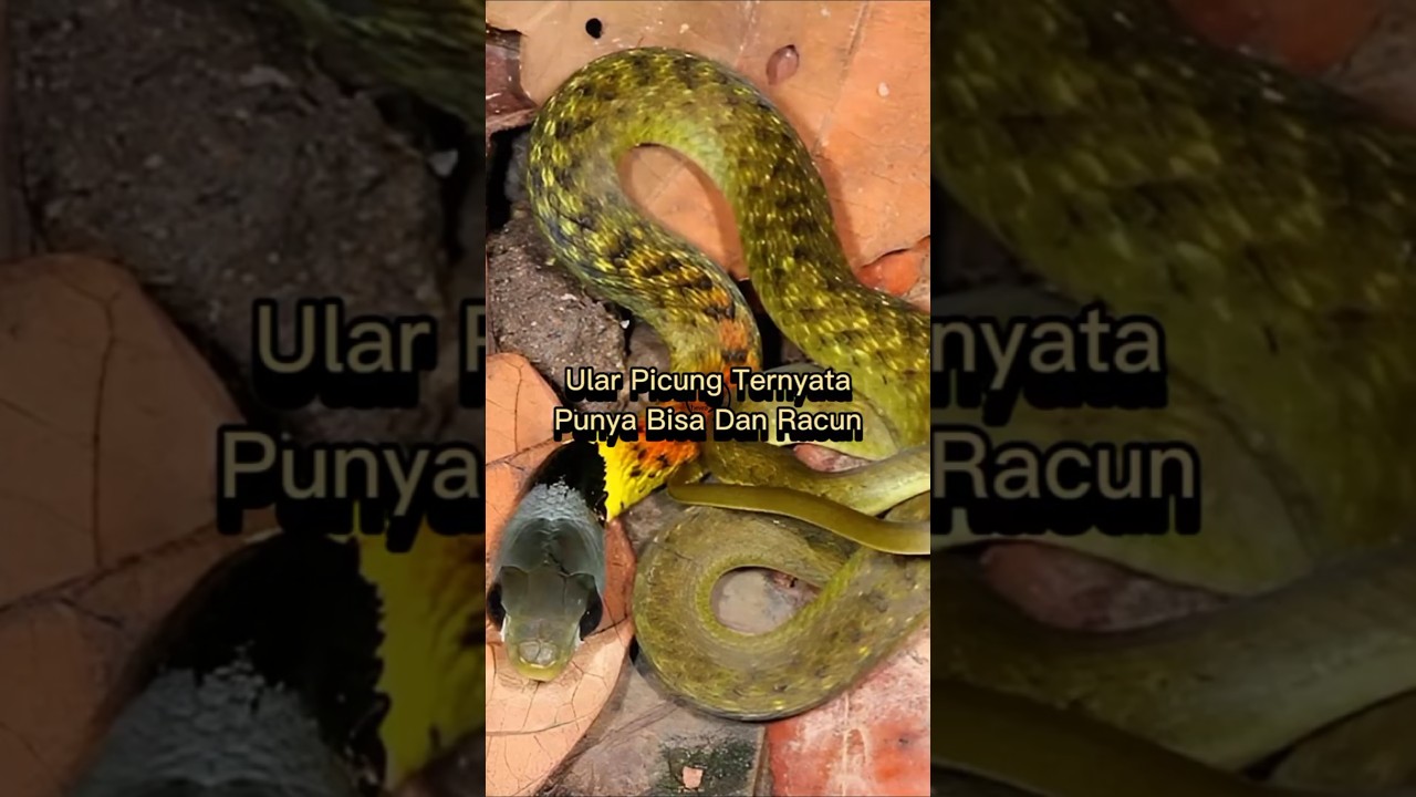 Jangan Sampai Kamu Menyentuh Ular Picung! 