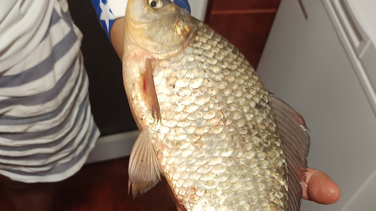 Pescuit pe Blasova,caras la 1.2 kg