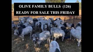 OLIVE BULLS READY FOR SALE