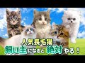 【ノルウェージャン、サイベリアン、メインクーン、ラグドール、ペルシャ】人気長毛種の飼い主はやらなきゃです❣️