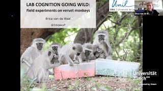 Erica van de Waal: Lab Cognition Going Wild: Field Experiments on Vervet Monkeys (6 Sept. 2022)