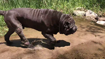 Wild Neapolitan Mastiff (Mega Thee PHD)