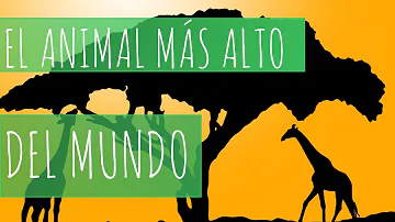 ¿Cuál es el animal más alto del mundo?