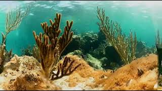 Don't take a cigarette break, Take a virtual dive break at Stuart Cove's Dive Bahamas.