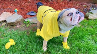 CUTE BULLDOG PLAYS in the RAIN in RAINCOAT for DOGS! by LOLA The Bulldog 52,055 views 2 years ago 4 minutes, 51 seconds