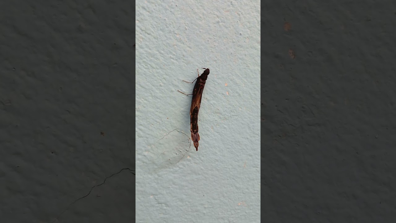 Escarabajo de madera de los barcos (Atractocerus brasiliensis). 