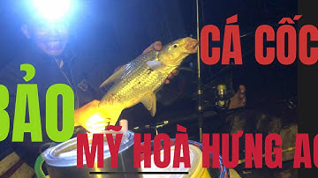 BÃO CÁ CỐC.MỶ HÒA HƯNG AG(@angvangofficial1668 )