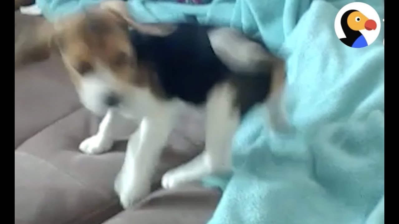 Sleepy Puppy Wakes Up For Food The Dodo Youtube