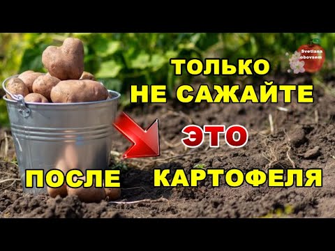 ЧТО САЖАТЬ ПОСЛЕ КАРТОФЕЛЯ.СРАЗУ ПОСЛЕ УБОРКИ ПОСЕЙТЕ ЭТИ СИДЕРАТЫ ДЛЯ ПЛОДОРОДИЯ ПОЧВЫ,ОТ СОРНЯКОВ.