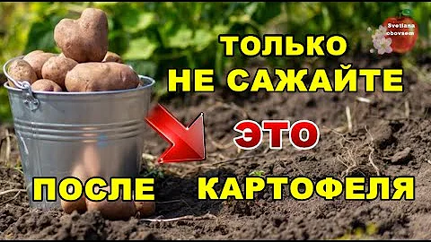 ЧТО САЖАТЬ ПОСЛЕ КАРТОФЕЛЯ.СРАЗУ ПОСЛЕ УБОРКИ ПОСЕЙТЕ ЭТИ СИДЕРАТЫ ДЛЯ ПЛОДОРОДИЯ ПОЧВЫ,ОТ СОРНЯКОВ.