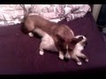 Corgi Ben and Birma Baskerville are playing before sleep