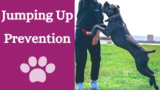 Dog jumping up: avoid those 9 mistakes by Finn Paddy Dog Training 168 views 1 year ago 1 minute, 45 seconds