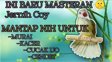 MASTERAN KAPAS TEMBAK | TOP MASTER MURAI BATU , KACER , CUCAK IJO #masterankapastembak #muraibatu