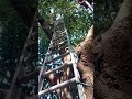 más de 40 pies de altura 🥑 que chulada de arbolito