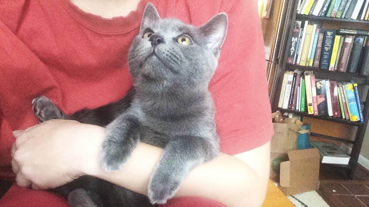 How we Socialize Scared Kittens! Shy foster kittens are warming up😍