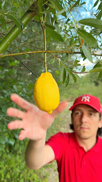 β
The guy made a Lifehack for Survival in the wild π³π #survival #camping #outdoors #bushcraft