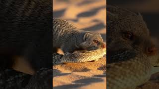 Mongoose vs Rattle Snake