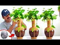 how to make beautiful coconut pots for plants /money plant decoration /gardening ideas for home