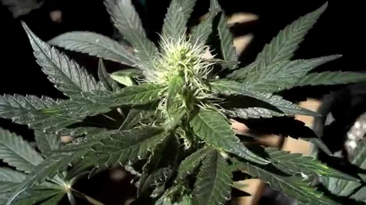 Outdoor Upclose with my Sour Berry clone Flowered from Clone