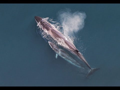 Facts: The Sei Whale