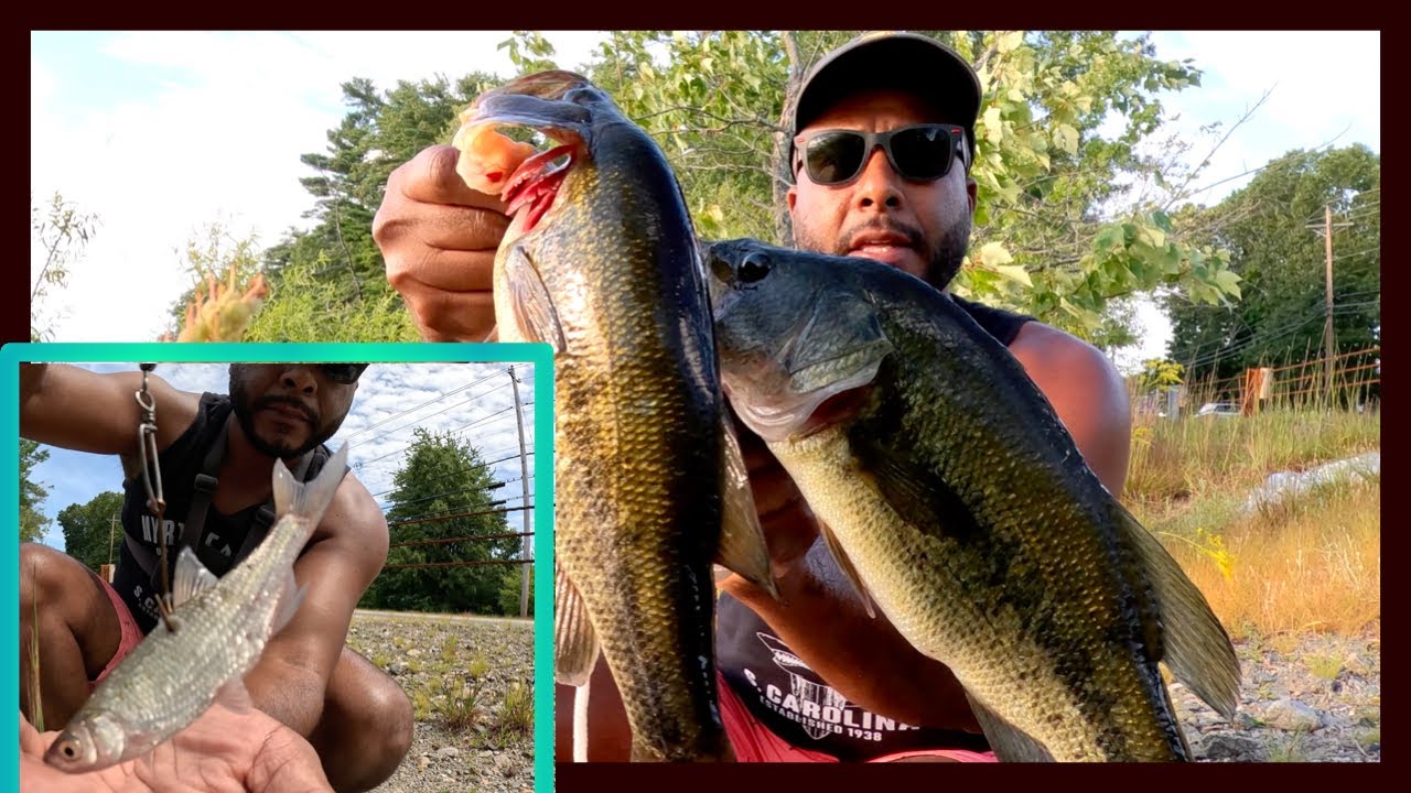 CATCHING MASSIVE BASS WITH “LIVE SHINER” #fishing #livebait