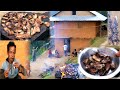 Dashain Festival Party Pork BBQ on the Stone || Village DASHAIN ||