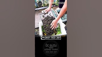 1kg về bình thuận #nuoiocbuouden #ốcgiống