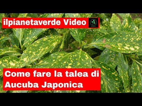 Video: Pianta Aucuba giapponese - Come coltivare arbusti Aucuba