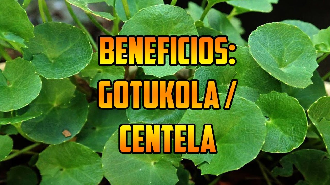 Para Que Sirve Gotu Kola Centella Beneficios Y Propiedades Piel Plantas Medicinales Celulitis Youtube