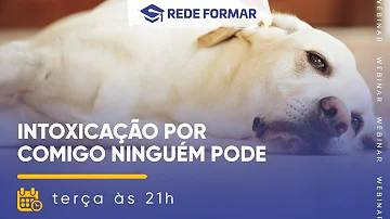 O que acontece se o cachorro comer a planta Comigo-ninguém-pode?