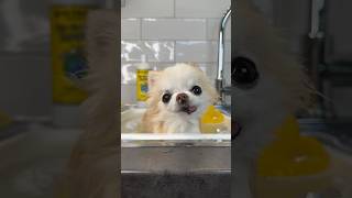 Relaxing bath time for tiny Cedric  #dog #chihuahua #dogbath #cutedogs