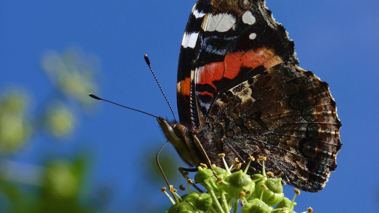 climate change projections Ivy and pollinators.