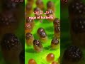 Eggs of butterfly | How caterpillar becomes butterfly from egg to full caterpillar and then buterfly