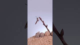 Antlion transformation into a winged insect!