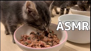 【ASMR】ごはんを食べる子猫達の咀嚼音【保護猫】
