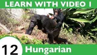 ⁣Learn Hungarian with Video - It's a Jungle Out There: Let HungarianPod101 Show You an Easier Wa