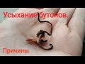 Цикламен (Cyclamen) Усыхание бутонов.Причины