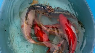 How to breed koi for beginners (part2)