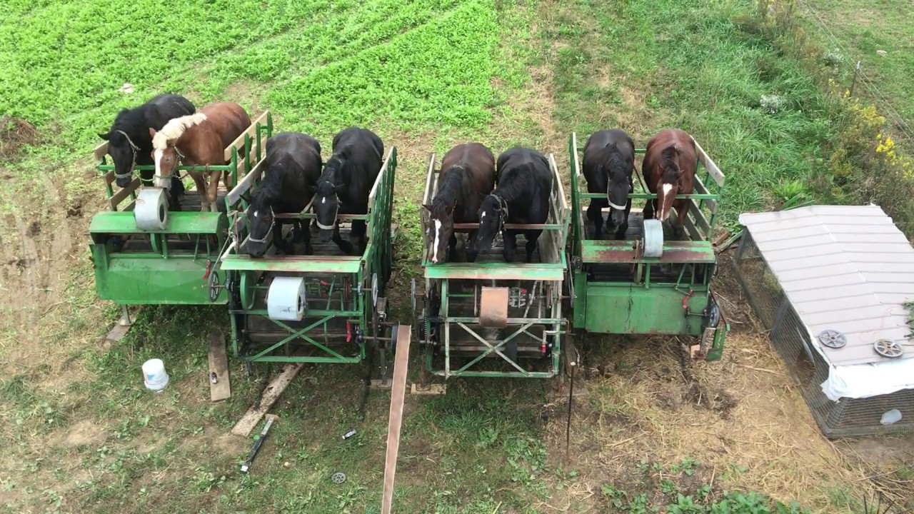 Making silage with 4 horsepowered treadmills, Amish life YouTube