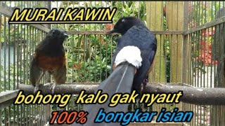 Murai batu kawin | Murai batu betina merayu jantan | Murai batu jantan merayu betina | Murai gacor❗