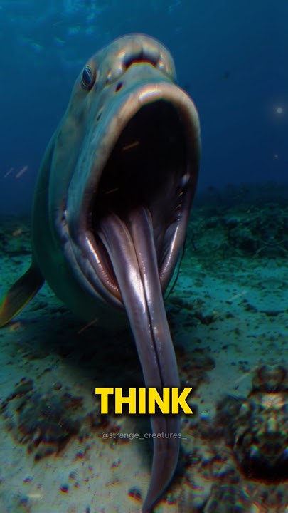 5 Jaw-Dropping Facts About the Gulper Eel #ai #facts #gulpereel #eel #