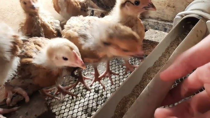 Wtf жаңа порно онлайн өту Фотосуреттер әдемі және аяқтары жайылған.