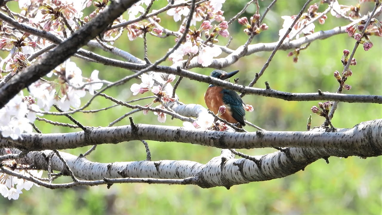 野鳥も、お花見(4K動画) / Wild birds, cherry blossom viewing (4K video) - YouTube