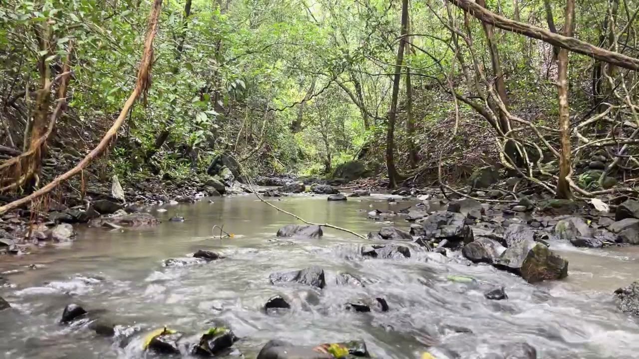 SUARA SUNGAI YANG MELULUHKAN PERASAAN [KERJA, BELAJAR, TIDUR, MEDITASI, RELAKSASI, ASMR]