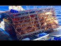 Amazing lobster trappings  how fishermen trap catch many lobsters living in the deep sea