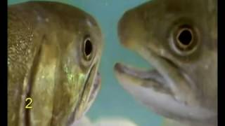 Fisches Nachtgesang ("Lyrik": Christian Morgenstern)