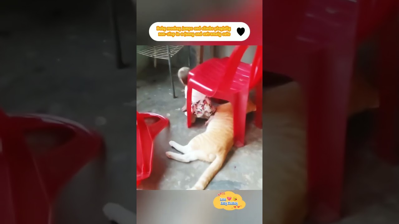 Baby monkey jumps and climbs playfully non stop in a funny and extrem